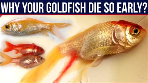 金魚死前徵兆|金魚會死的11個原因(11 reasons why goldfish will die)